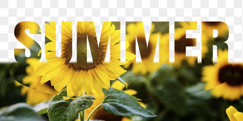 Summer word png border sticker, | Free PNG - rawpixel