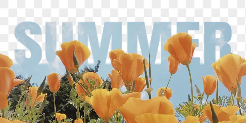Summer word png border sticker, | Free PNG - rawpixel