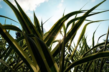 Sun Behind Some Plants