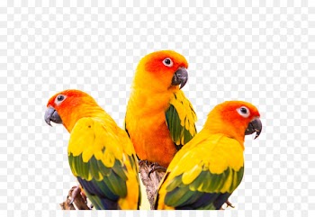 Sun conure Green-cheeked parakeet Parrot Bird - Colorful parrot 