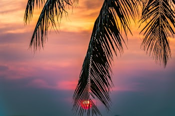 Sun Covered With Coconut Tree during Sunrise