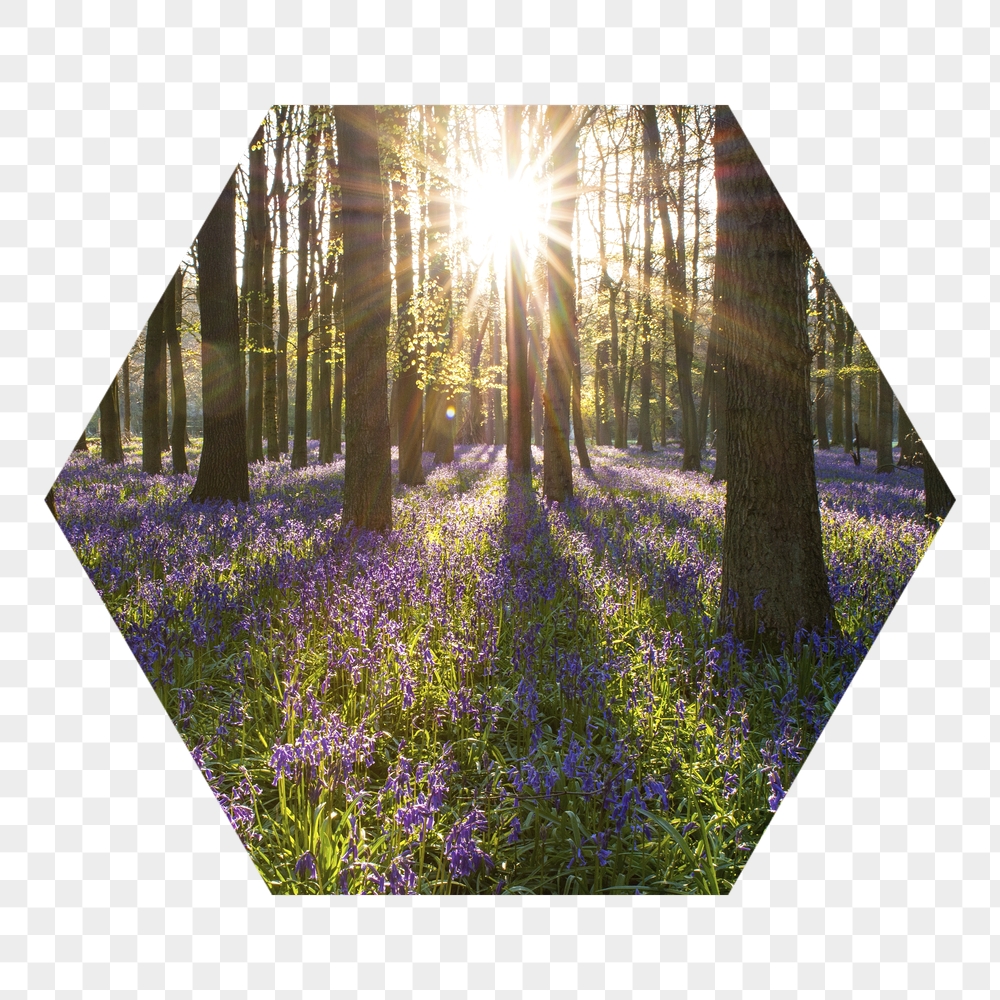 Sun flare png forest badge | Free PNG - rawpixel