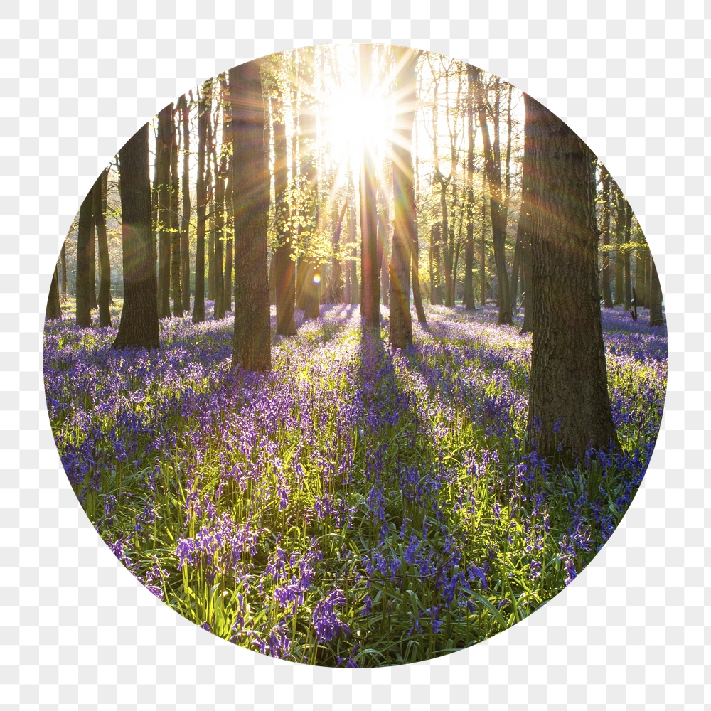 Sun flare png forest badge | Free PNG - rawpixel