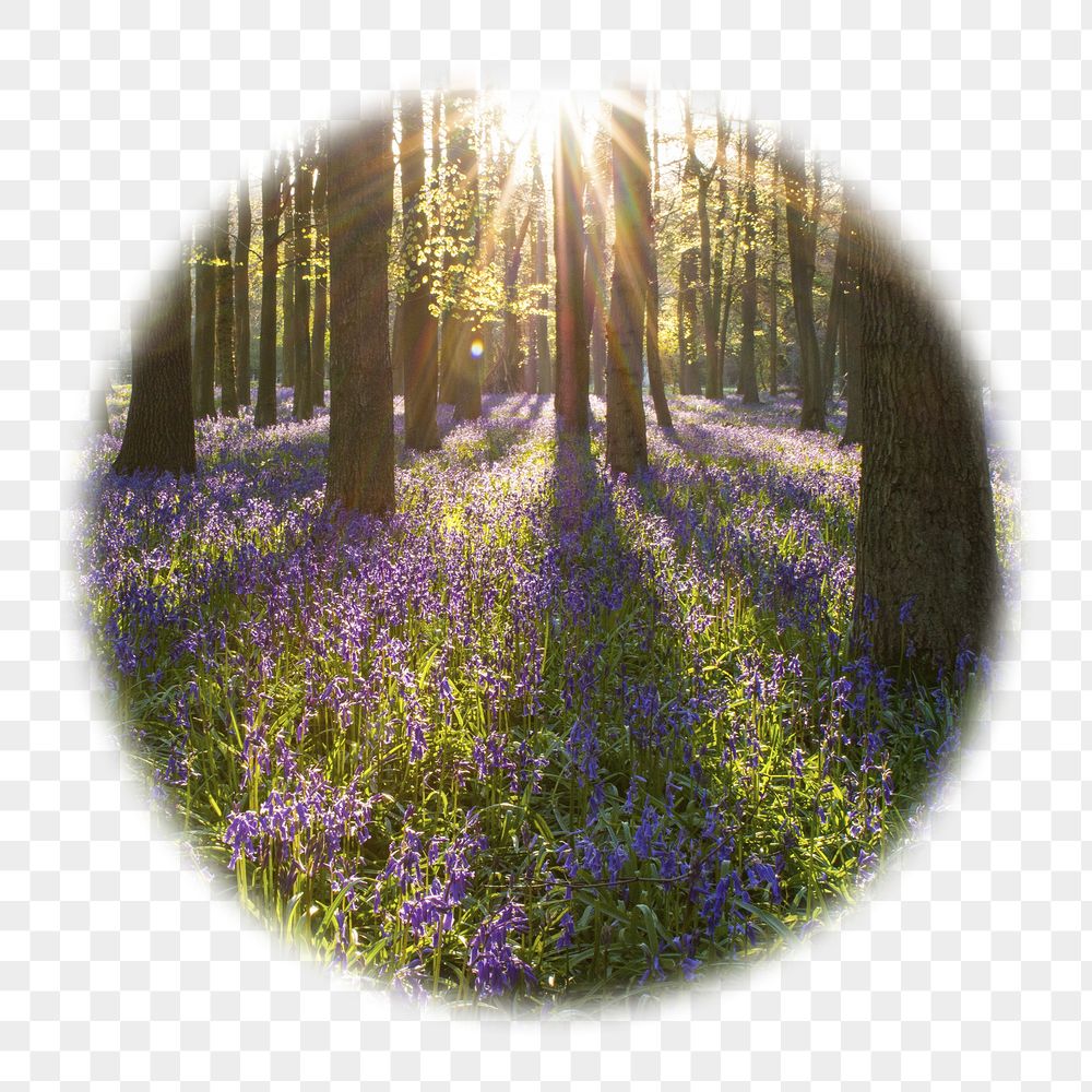 Sun flare png forest badge | Free PNG - rawpixel