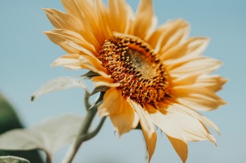 Sun Flower Blooming