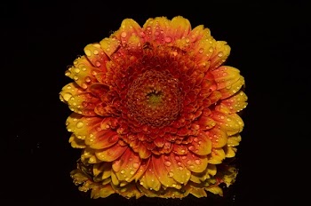 Sun Flower Portrait