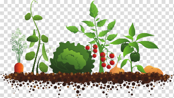 Sun for Everyone – Junior Master Gardener
