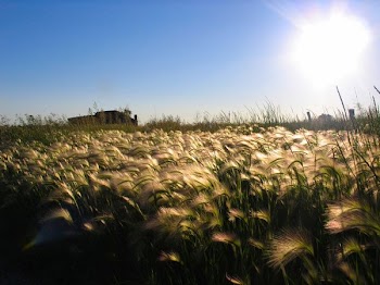 sun_on_grass.jpg