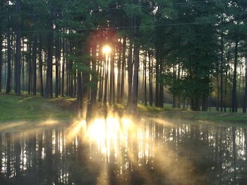 sun on mist through trees.JPG