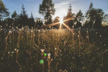 Sun Piercing Through Trees