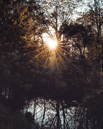 Sun Rays Between Trees