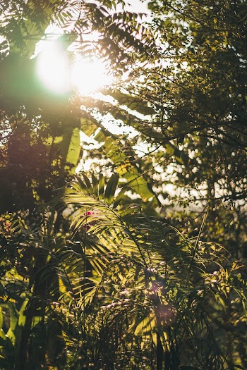 Sun Rays Coming Through Different Green Plants