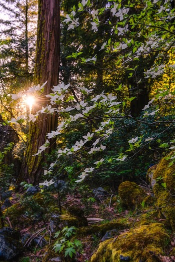 Sun Rays Coming Through Tall and Green Trees