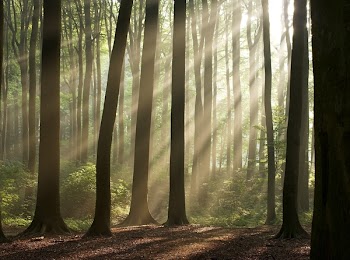Sun rays crossing a misty forest photographed in an early autumn morning.