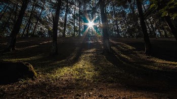 sun rays on forest during daytime