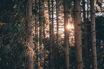 Sun Rays on Green Trees