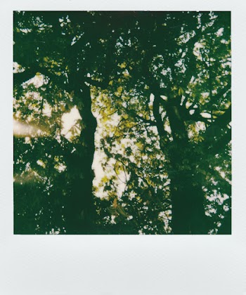 Sun Rays Passing Through Green-leafed Trees