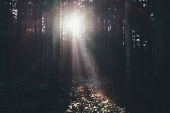 sun rays passing through trees