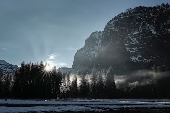 sun rays through pine trees