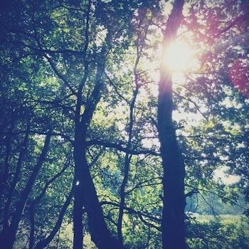 Sun Rays Through the Trees