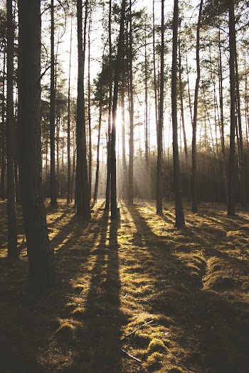 Sun Shining on Forest