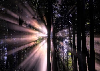 Sun Shining Through Trees at Night