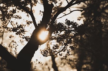 Sun Shinning Between Tree Branches