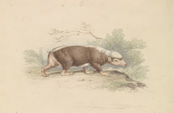 Sunda Stink Badger by Charles | Free Photo - rawpixel