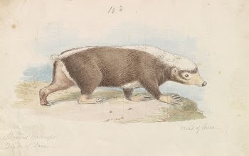 Sunda Stink Badger by Charles | Free Photo - rawpixel