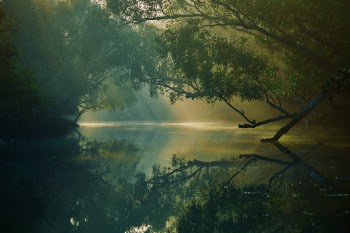 Sundarbans The Land of Silence