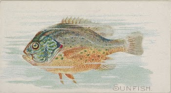 Sunfish, from the Fish from American | Free Photo - rawpixel