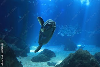 sunfish (moonfish) swimms in blue ocean water