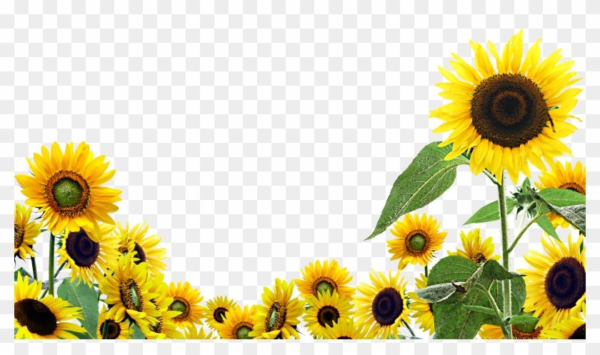 Sunfloer One - Sunflower Png