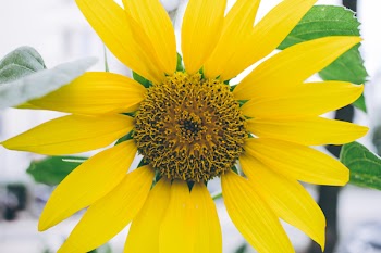 Sunflower 2