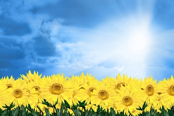 sunflower and sky