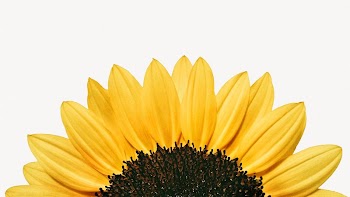 Sunflower border HD wallpaper, botanical | Free PSD - rawpixel