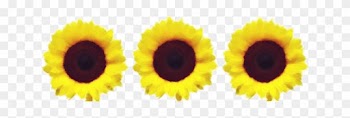 Sunflower Border Painted With Watercolors By Jeanicebartzen27 - Sunflowers Border Transparent
