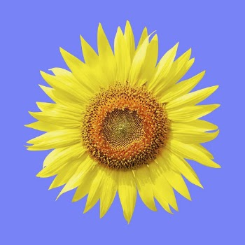 Sunflower clipart, blooming flower psd | Free PSD - rawpixel