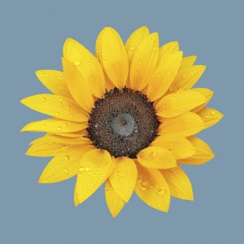 Sunflower clipart, blooming flower psd | Free PSD - rawpixel