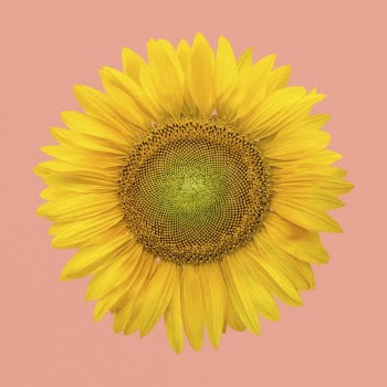 Sunflower clipart, blooming flower psd | Free PSD - rawpixel