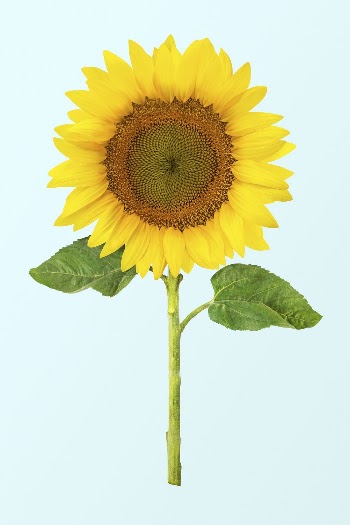 Sunflower clipart, blooming flower psd | Free PSD - rawpixel