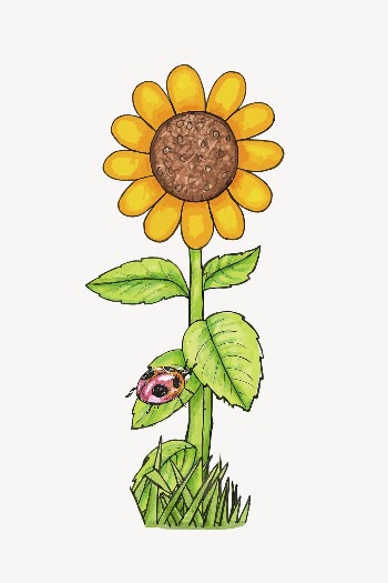 Sunflower clipart, flower illustration vector. | Free Vector - rawpixel