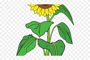 Sunflower Clipart Name - Sunflower With Hearts Tote Bag, Adult Unisex, Natural