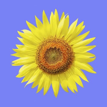 Sunflower clipart on blue background | Free Photo - rawpixel