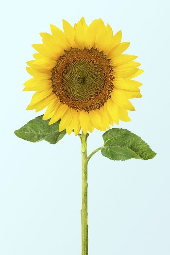 Sunflower clipart on blue background | Free Photo - rawpixel