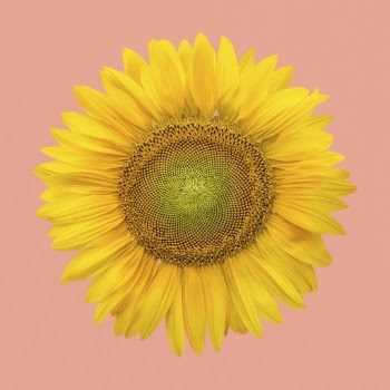 Sunflower clipart on pink background | Free Photo - rawpixel