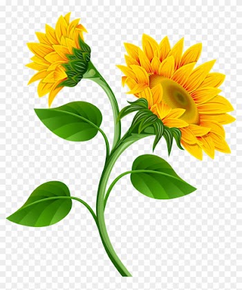Sunflower Clipart Transparent Background - Sunflowers Clipart Png