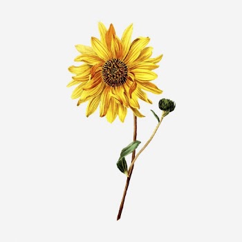 Sunflower clipart, vintage botanical illustration. | Free Photo - rawpixel