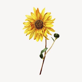 Sunflower clipart, vintage botanical illustration | Free Vector - rawpixel
