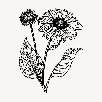 Sunflower clipart, vintage hand drawn | Free Vector - rawpixel